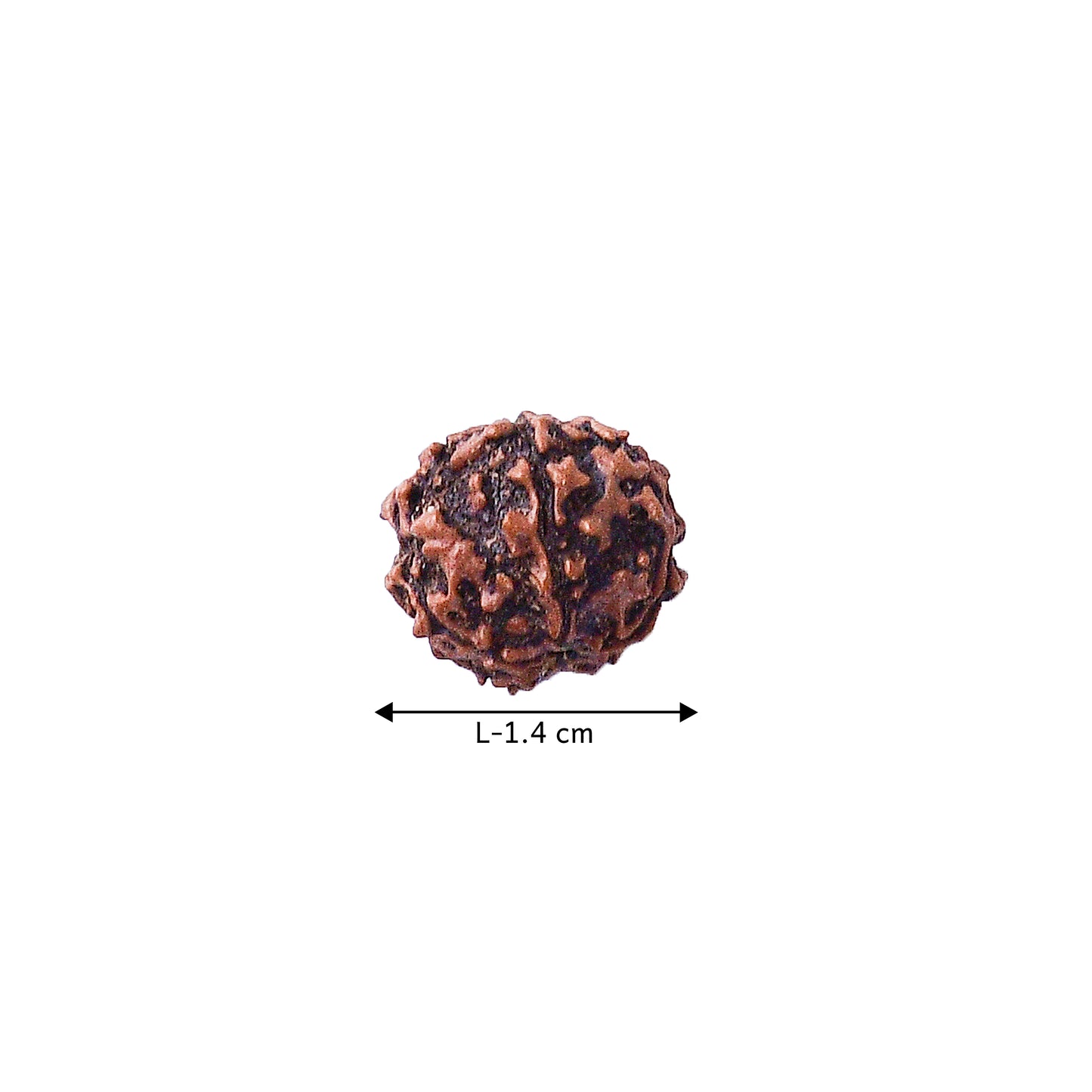 5 Mukhi Rudraksha