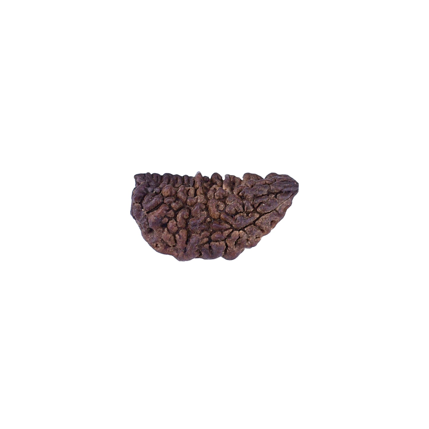 1 Mukhi Rudraksha With Lab Certificate