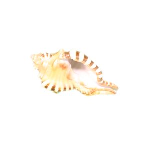 Ganesh Shankh (Conch Shell) Non Blowing Conch Shell