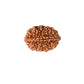 2 Mukhi Rudraksha With Lab Certificate