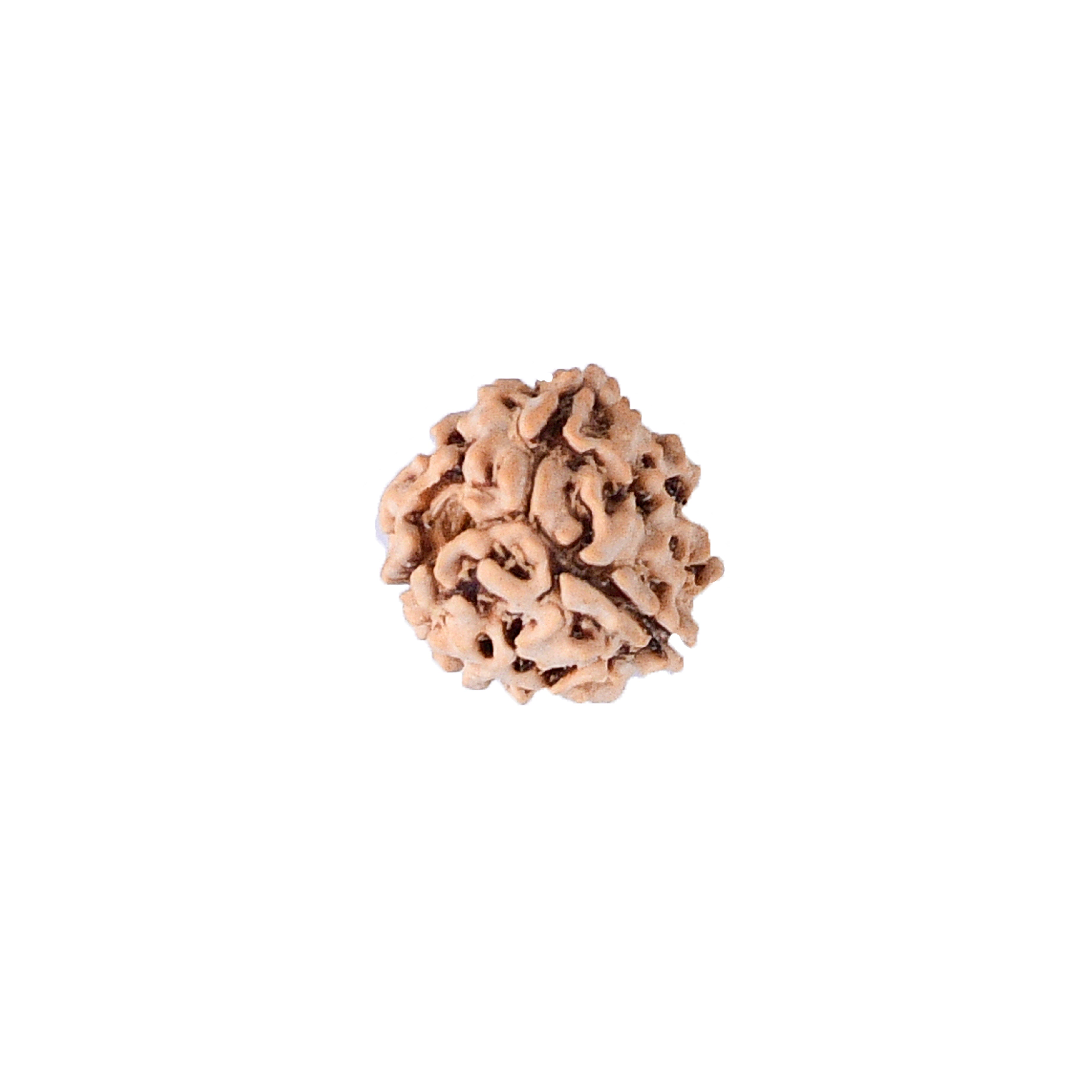 3 Mukhi Rudraksha With Lab Certificate