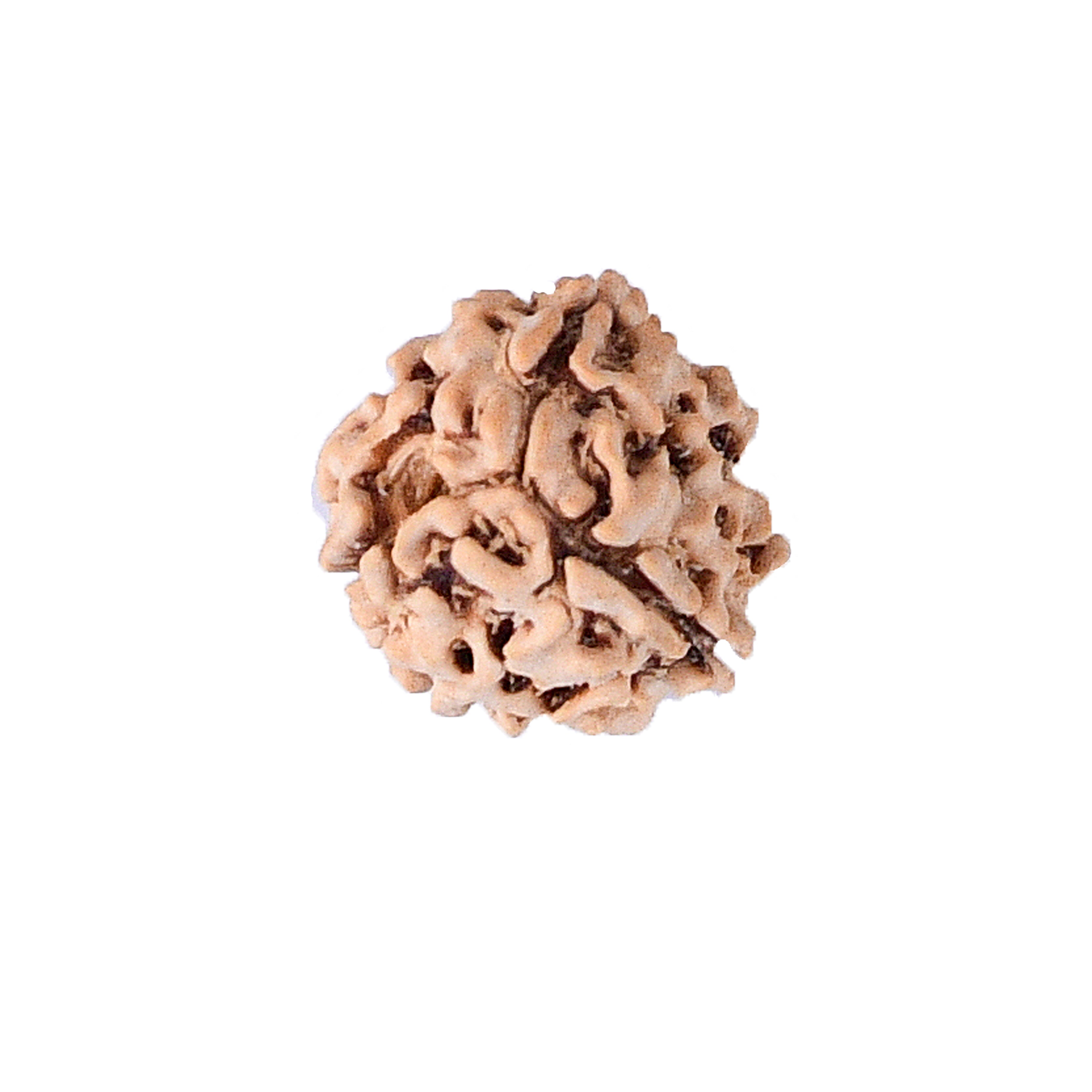 3 Mukhi Rudraksha With Lab Certificate