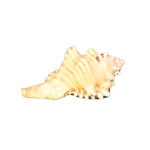 Ganesh Shankh (Conch Shell) Non Blowing Conch Shell