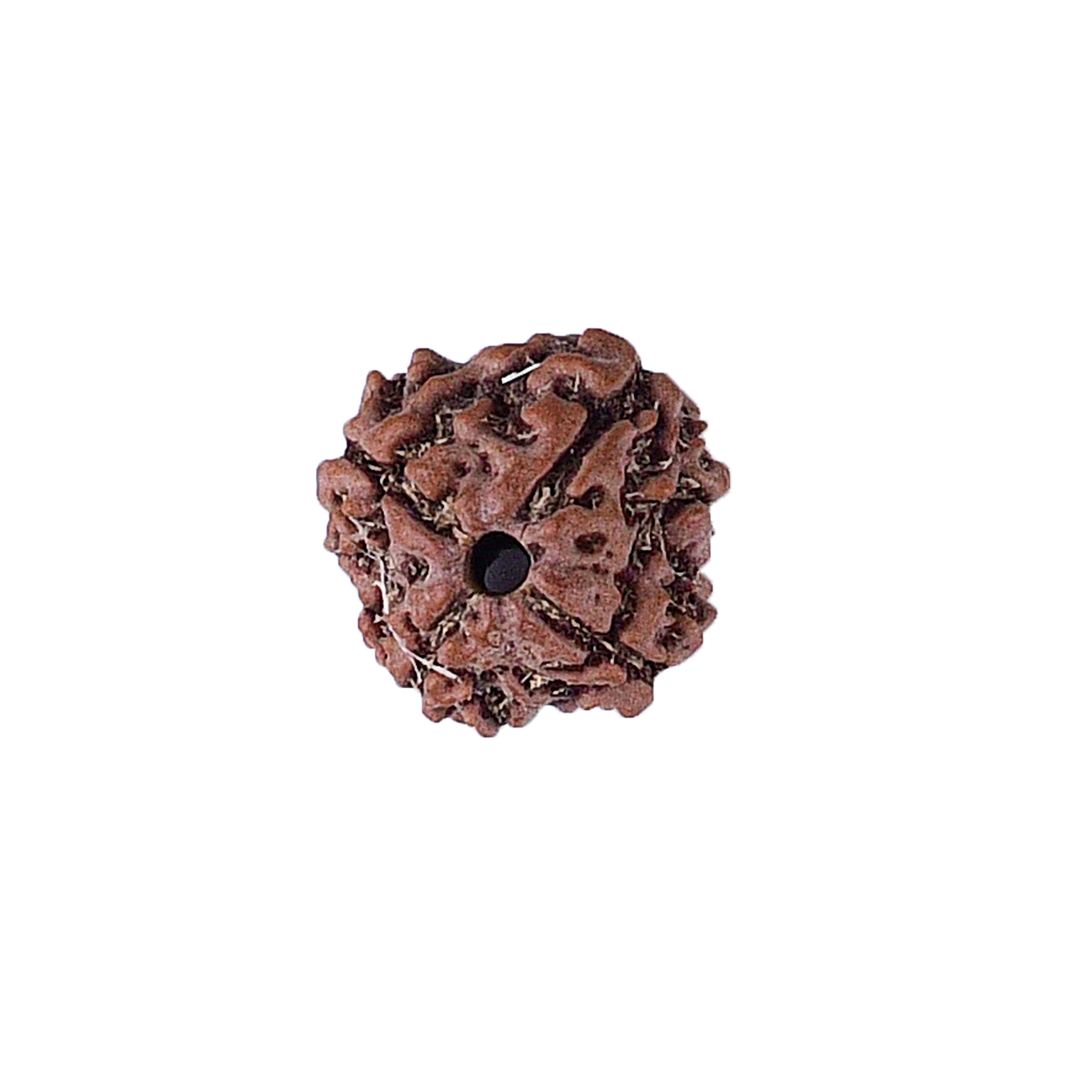 4 Mukhi Rudraksha With Lab Certificate