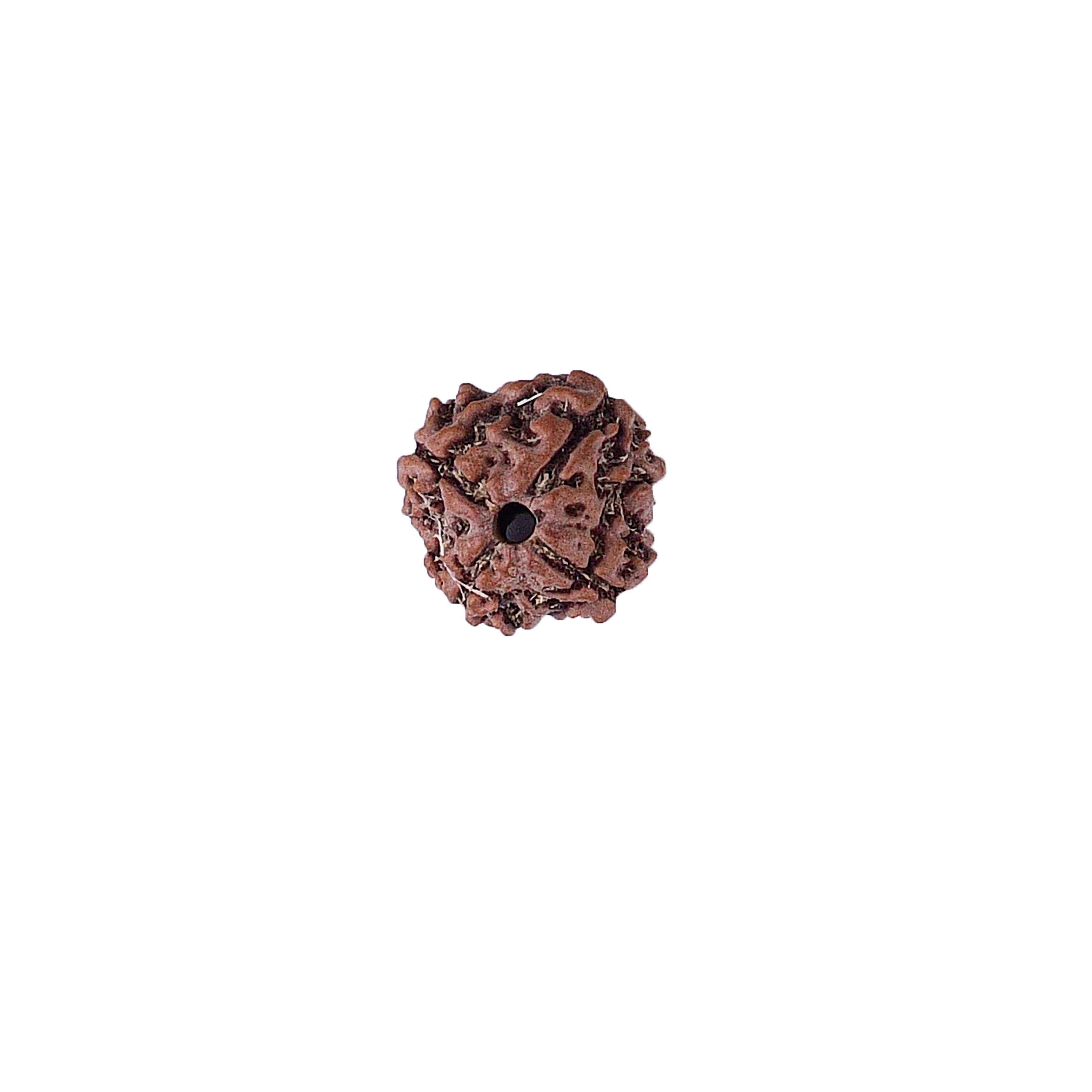 4 Mukhi Rudraksha With Lab Certificate