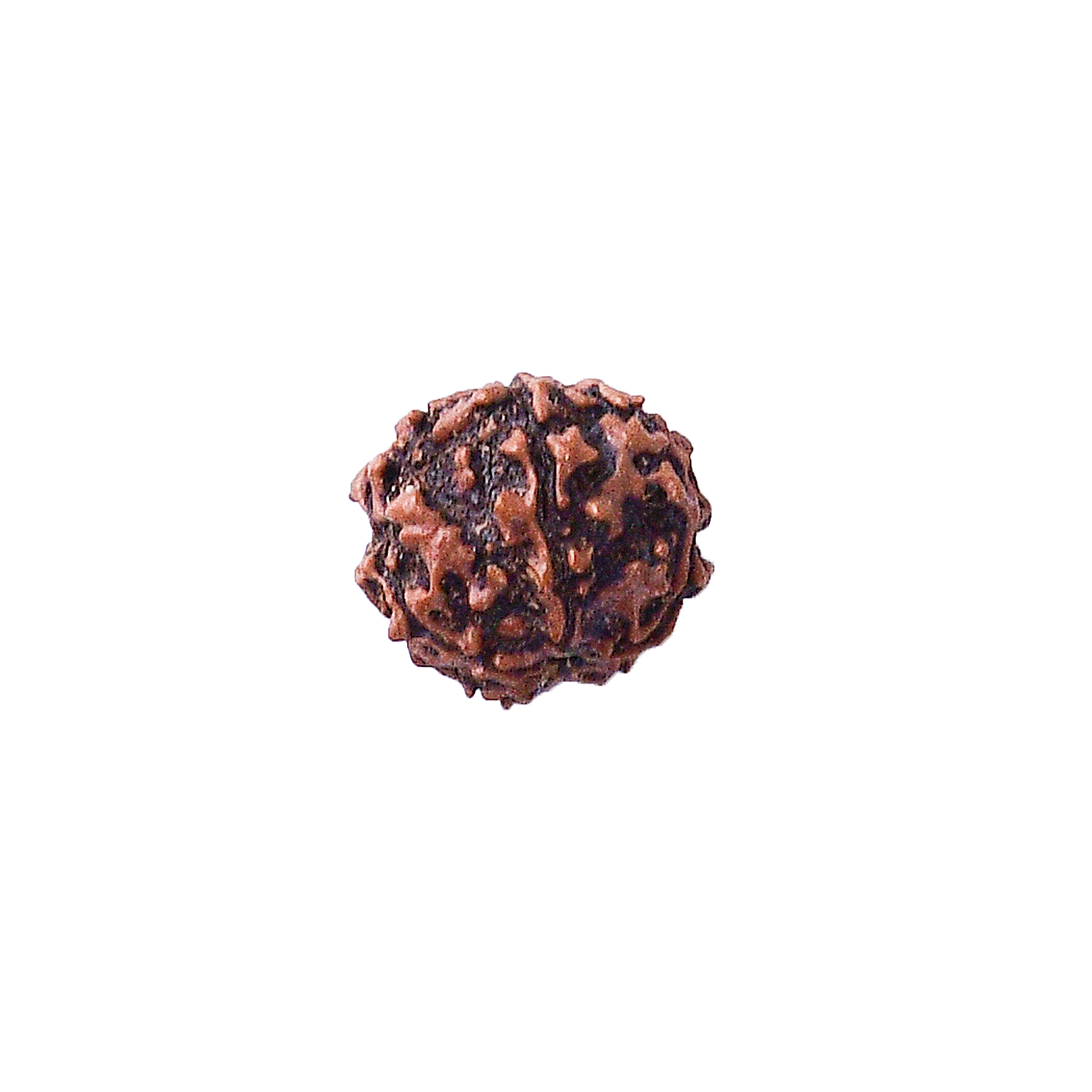 rudraksha 5 mukhi price