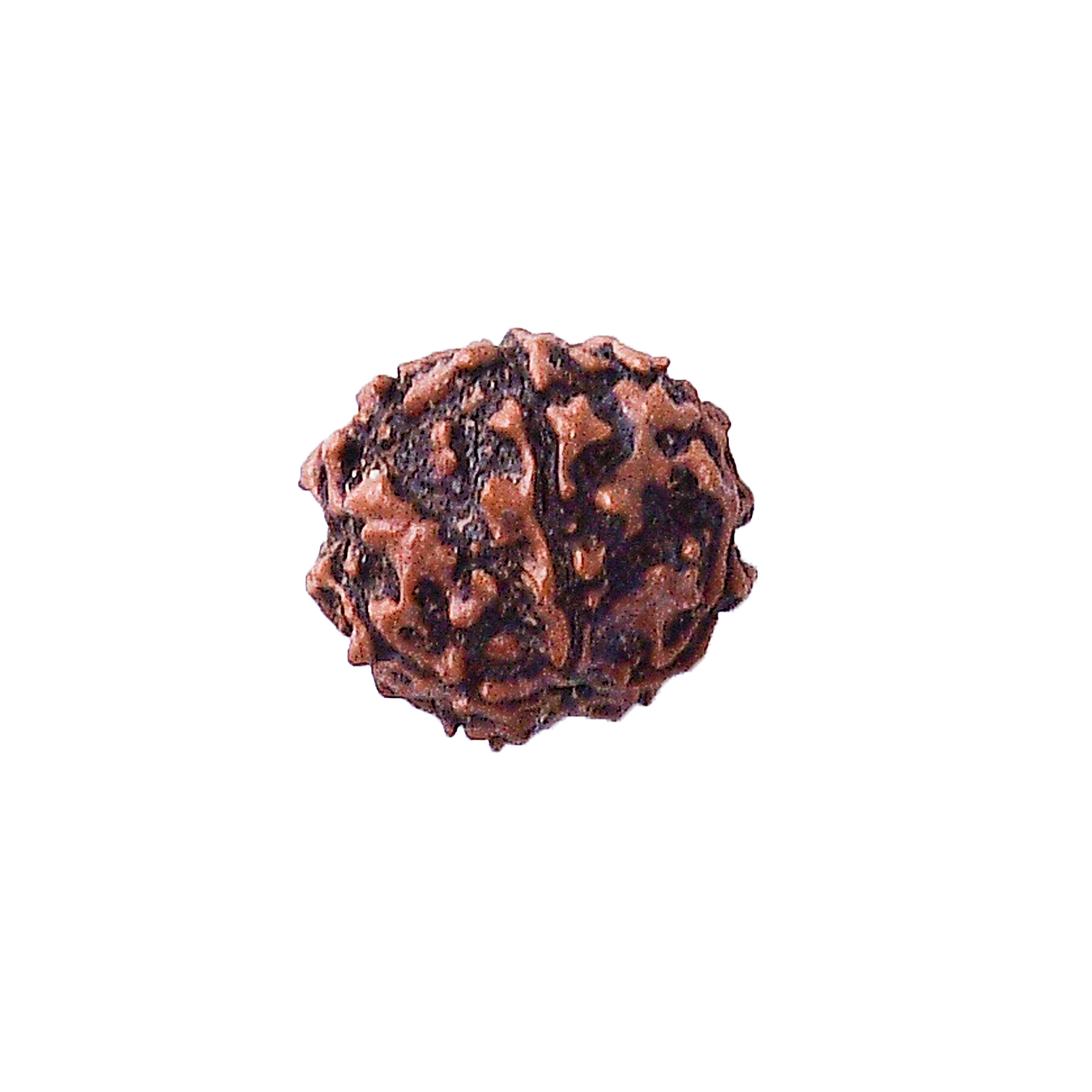 5 Mukhi Rudraksha With Lab Certificate