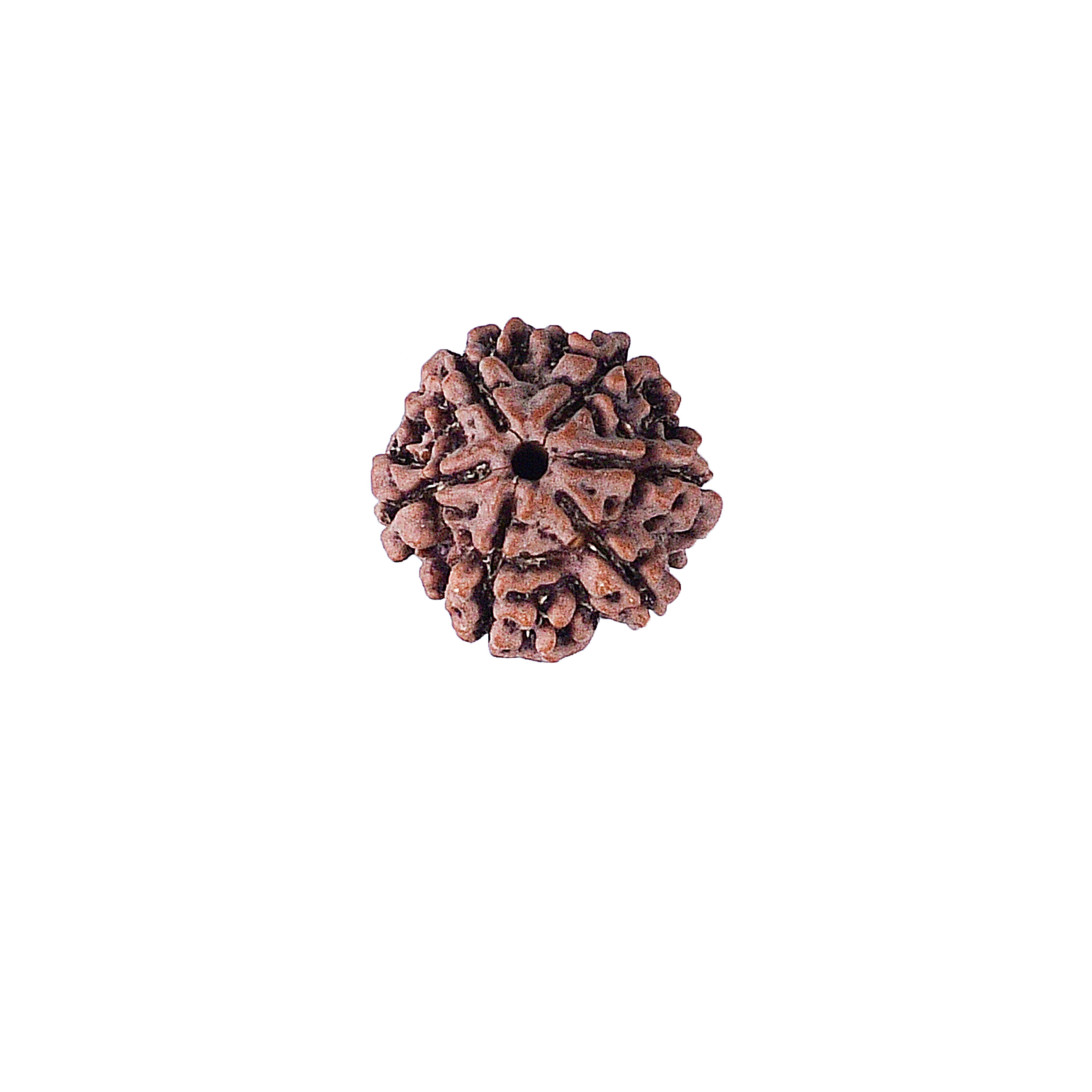 6 Mukhi Rudraksha With Lab Certificate