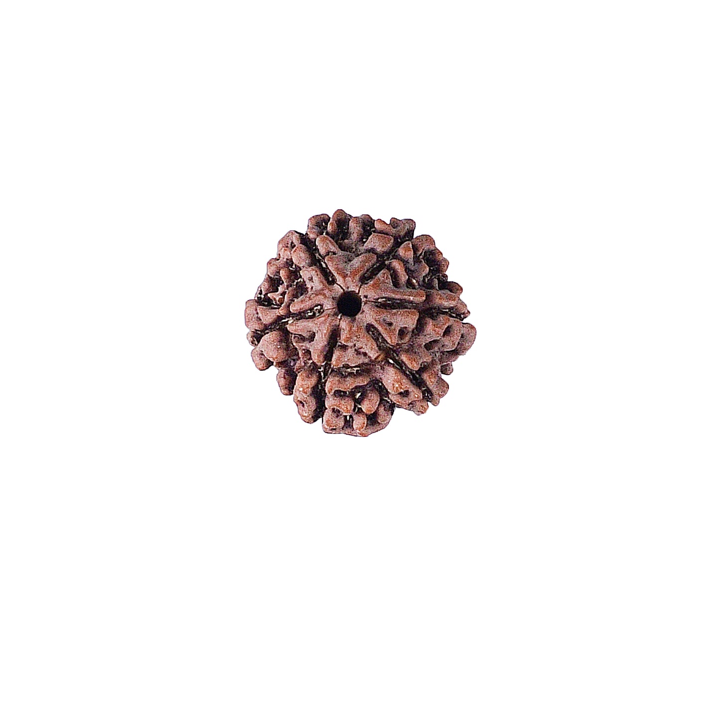 6 Mukhi Rudraksha