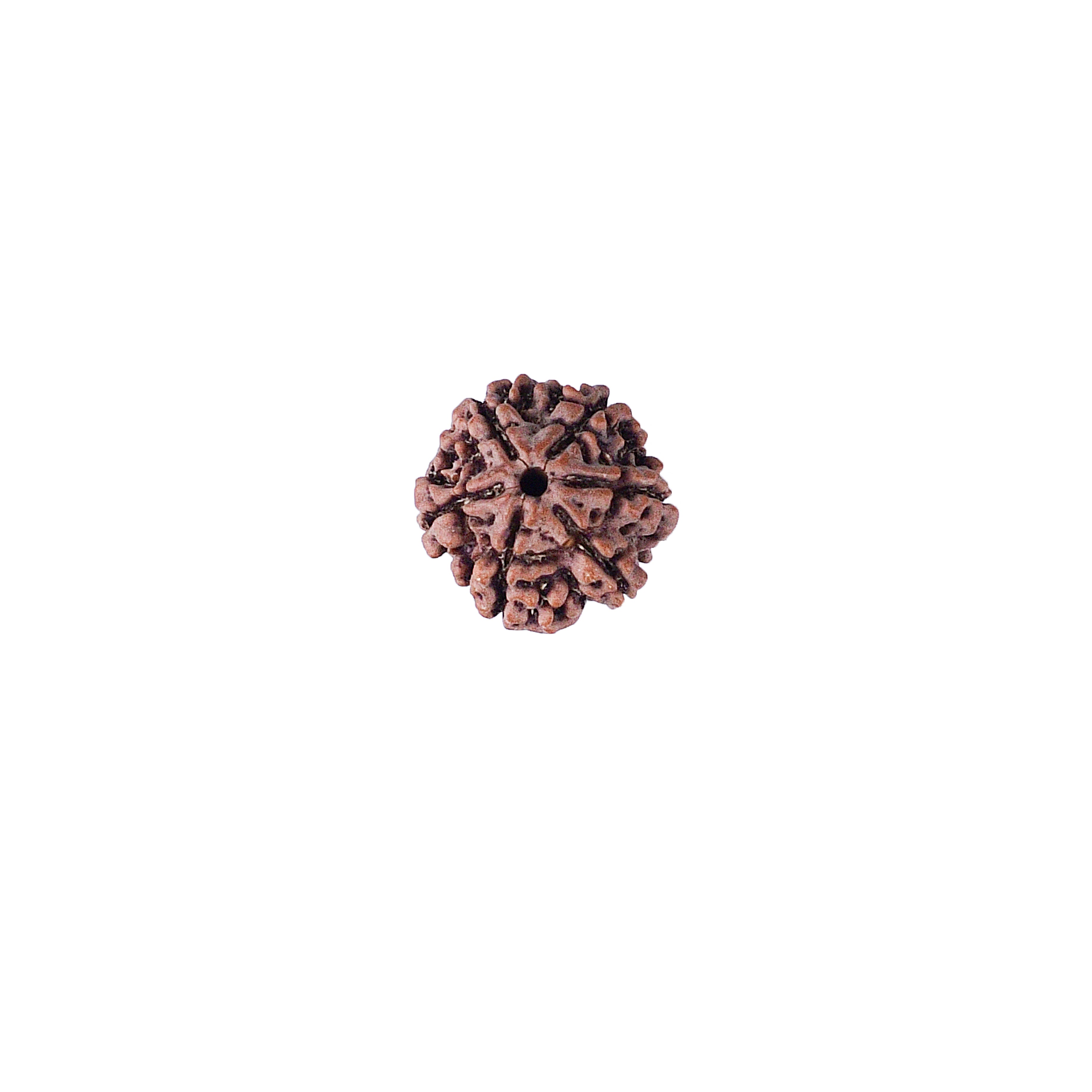 6 Mukhi Rudraksha With Lab Certificate