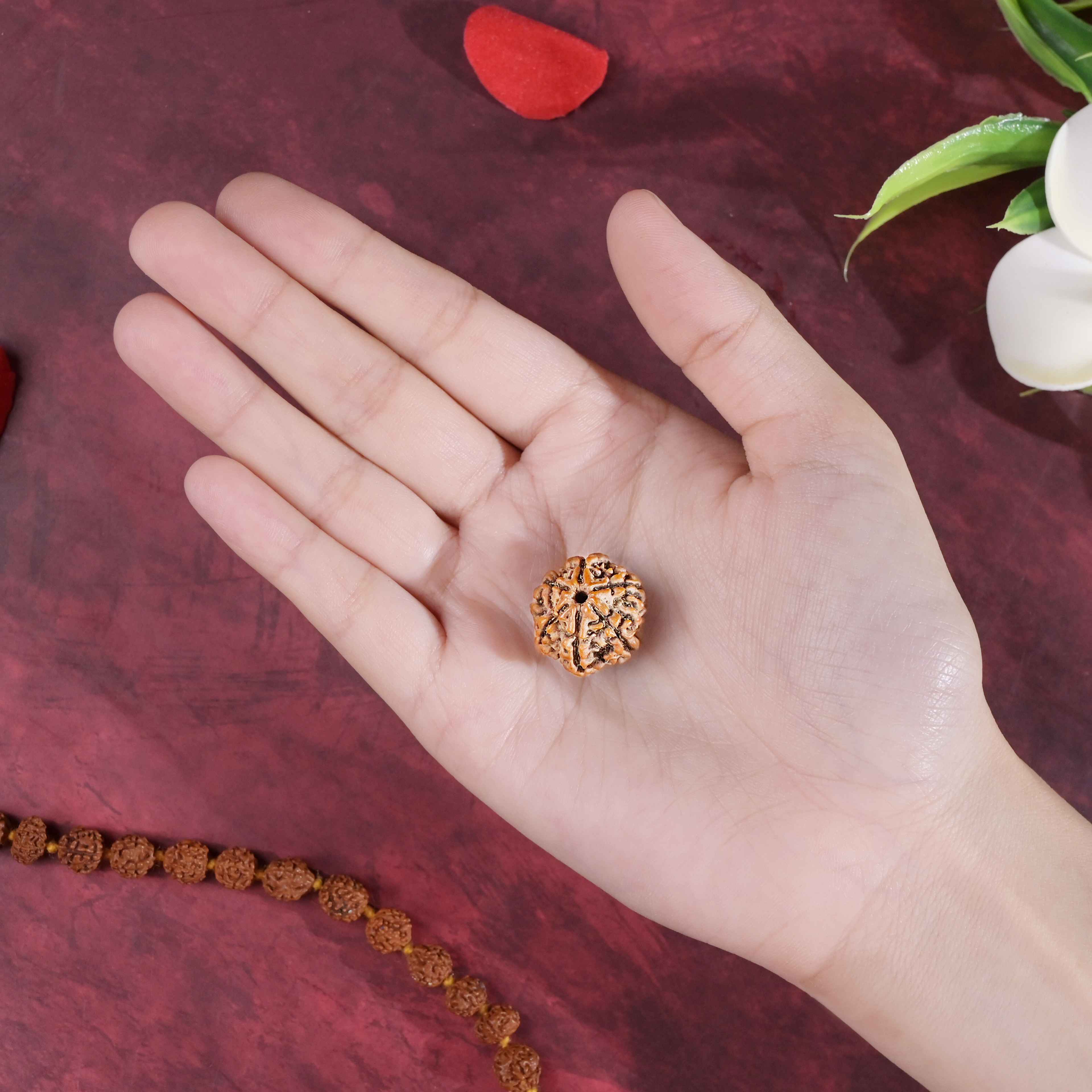 6 Mukhi Rudraksha With Lab Certificate