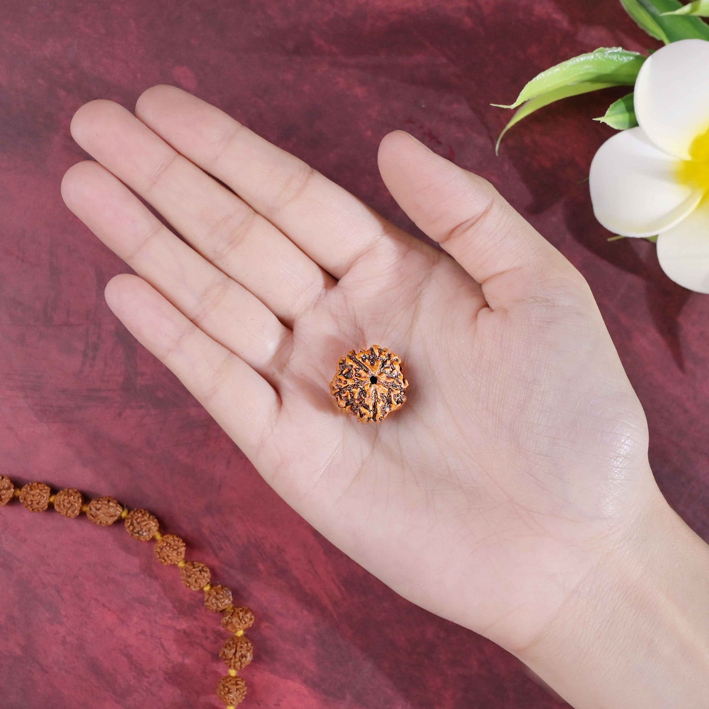 5 Mukhi Rudraksha