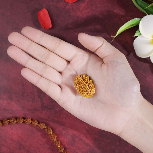 2 Mukhi Rudraksha Mala