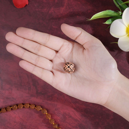 4 Mukhi Rudraksha