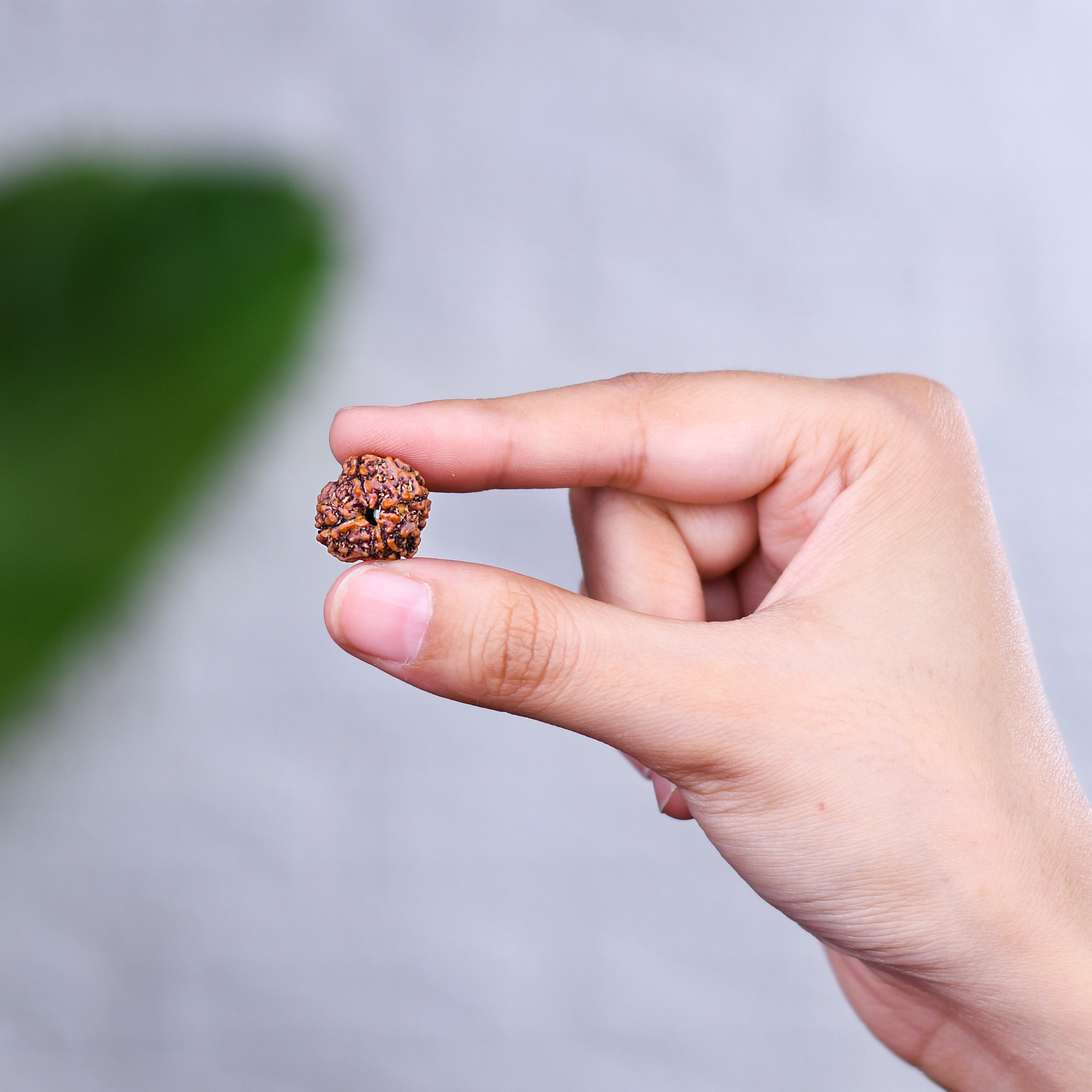 4 Mukhi Rudraksha With Lab Certificate