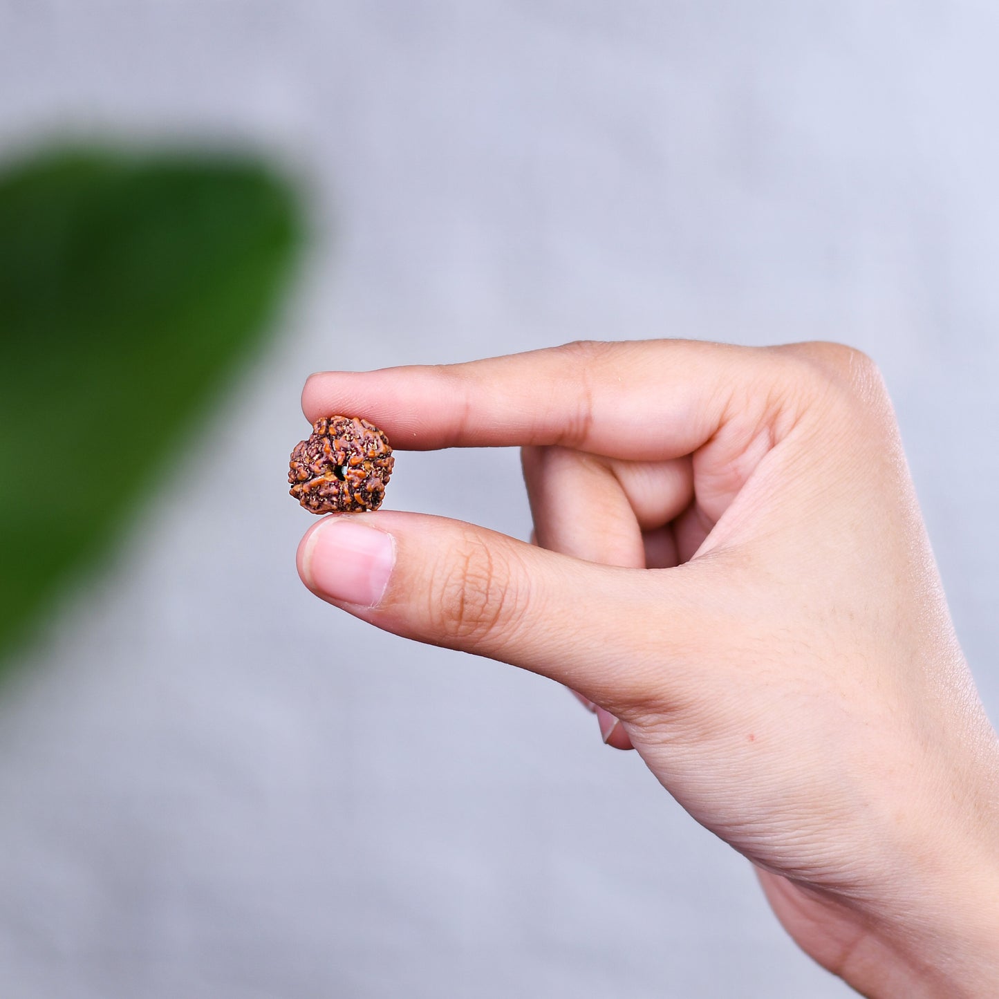 4 Mukhi Rudraksha