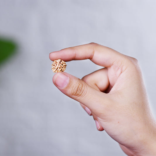 3 Mukhi Rudraksha