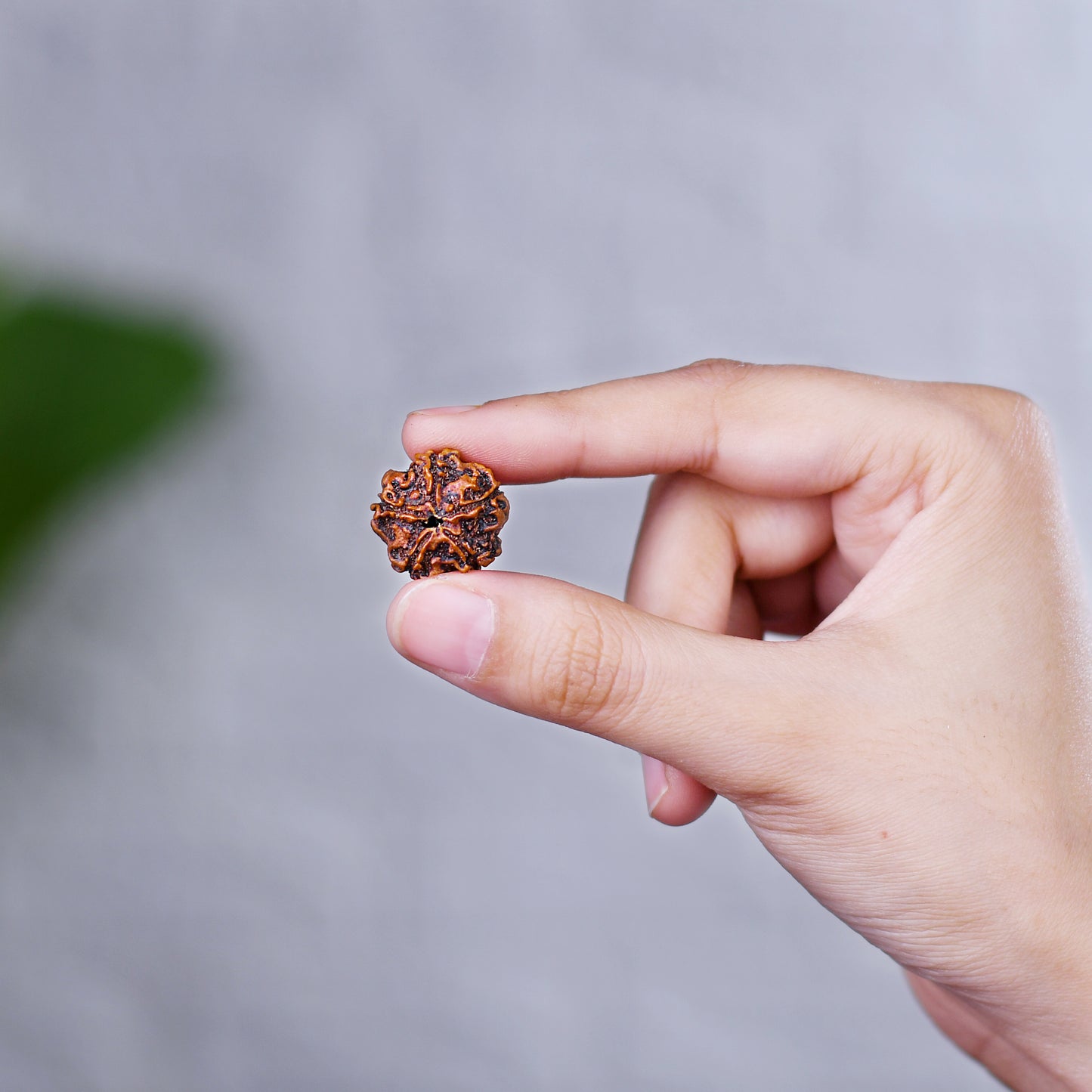 5 Mukhi Rudraksha