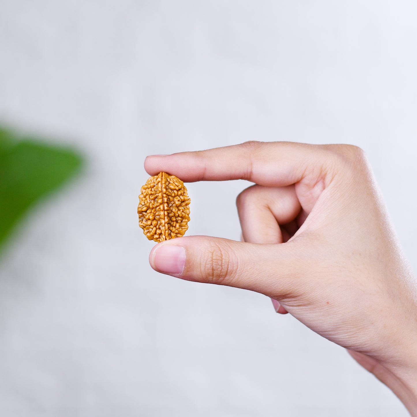 2 Mukhi Rudraksha With Lab Certificate