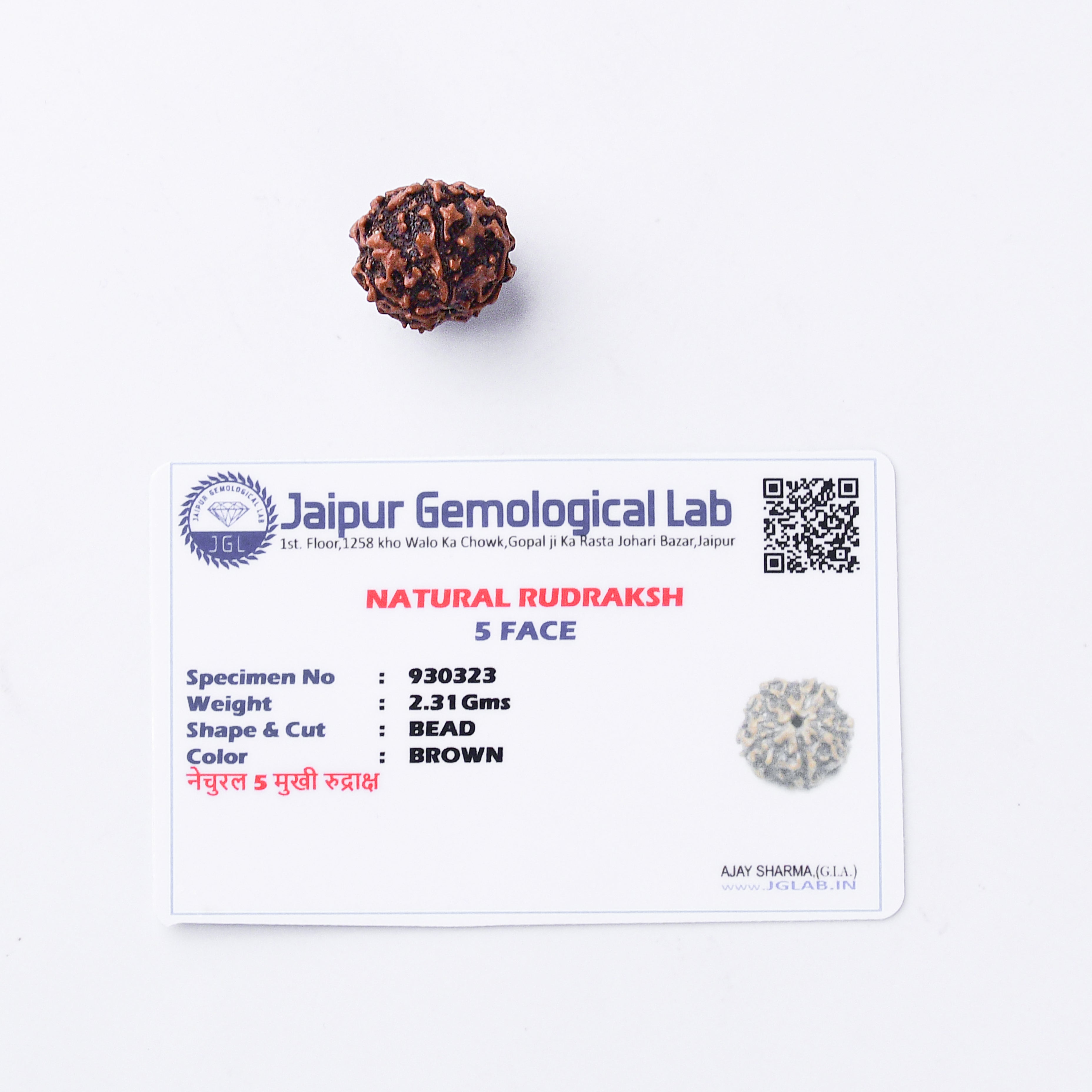 5 mukhi rudraksha price