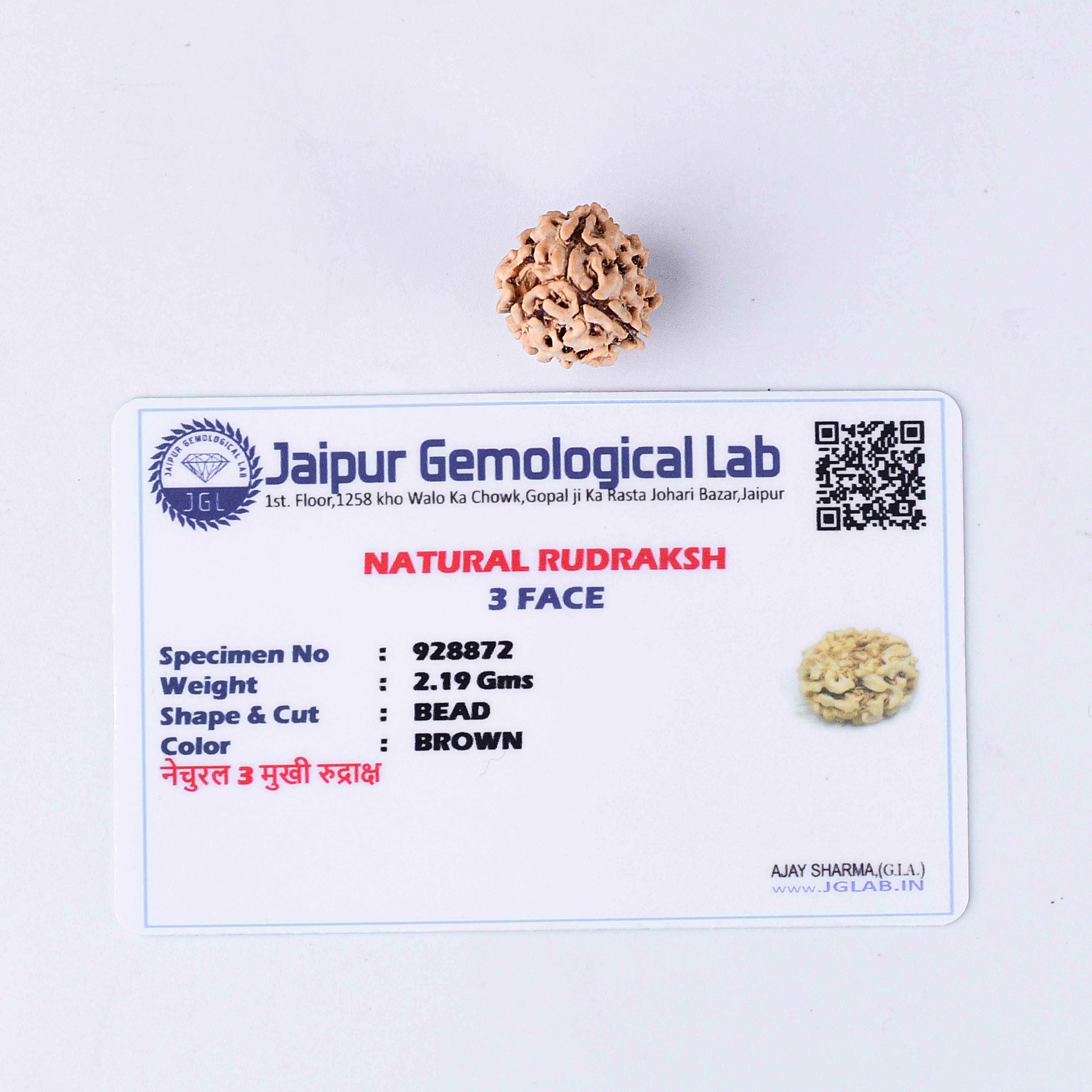 3 Mukhi Rudraksha With Lab Certificate