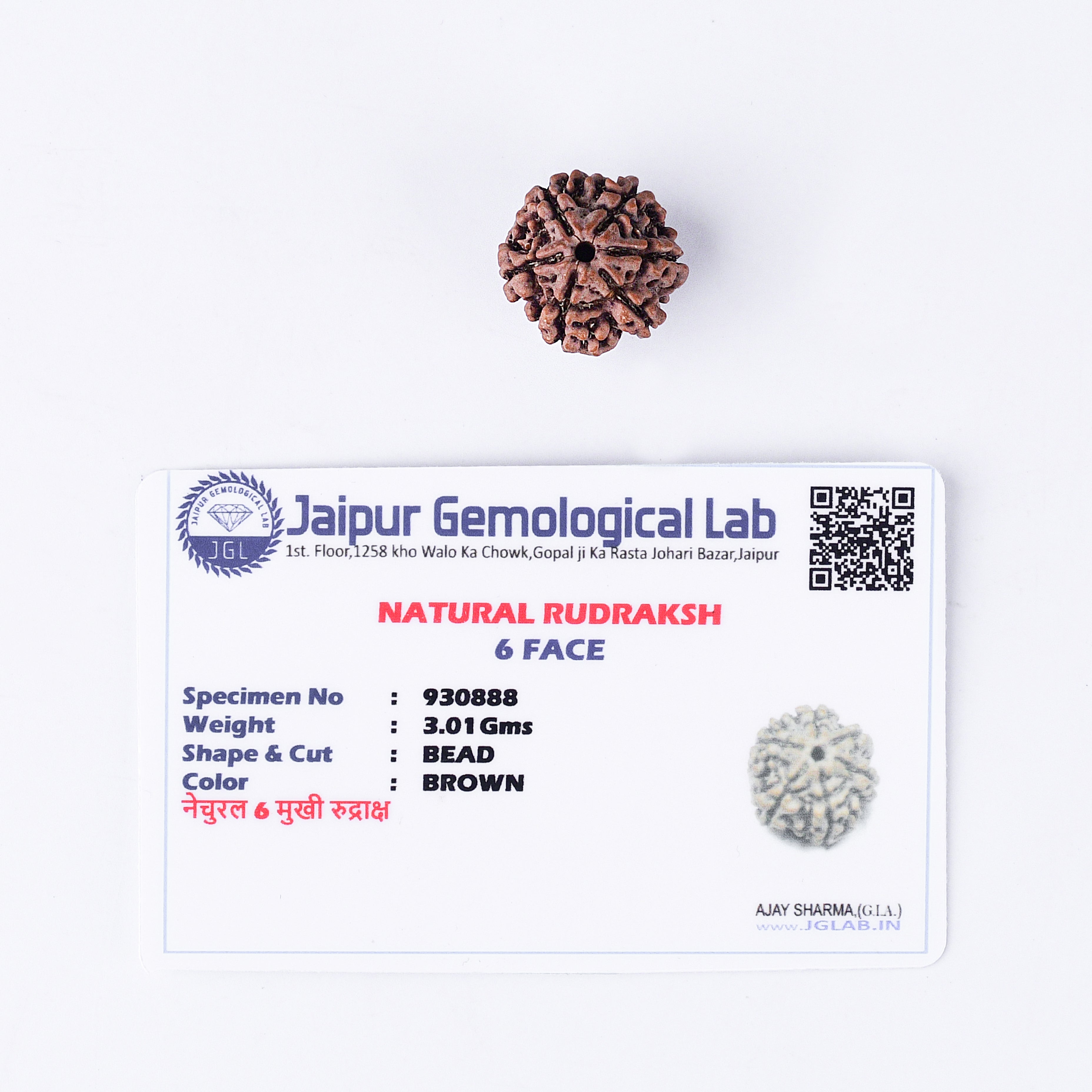 6 Mukhi Rudraksha With Lab Certificate