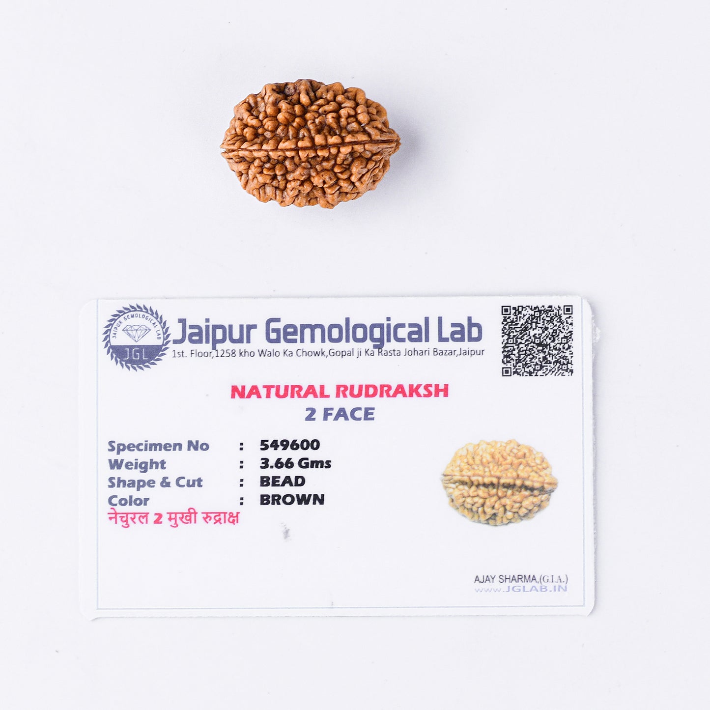 2 Mukhi Rudraksha With Lab Certificate