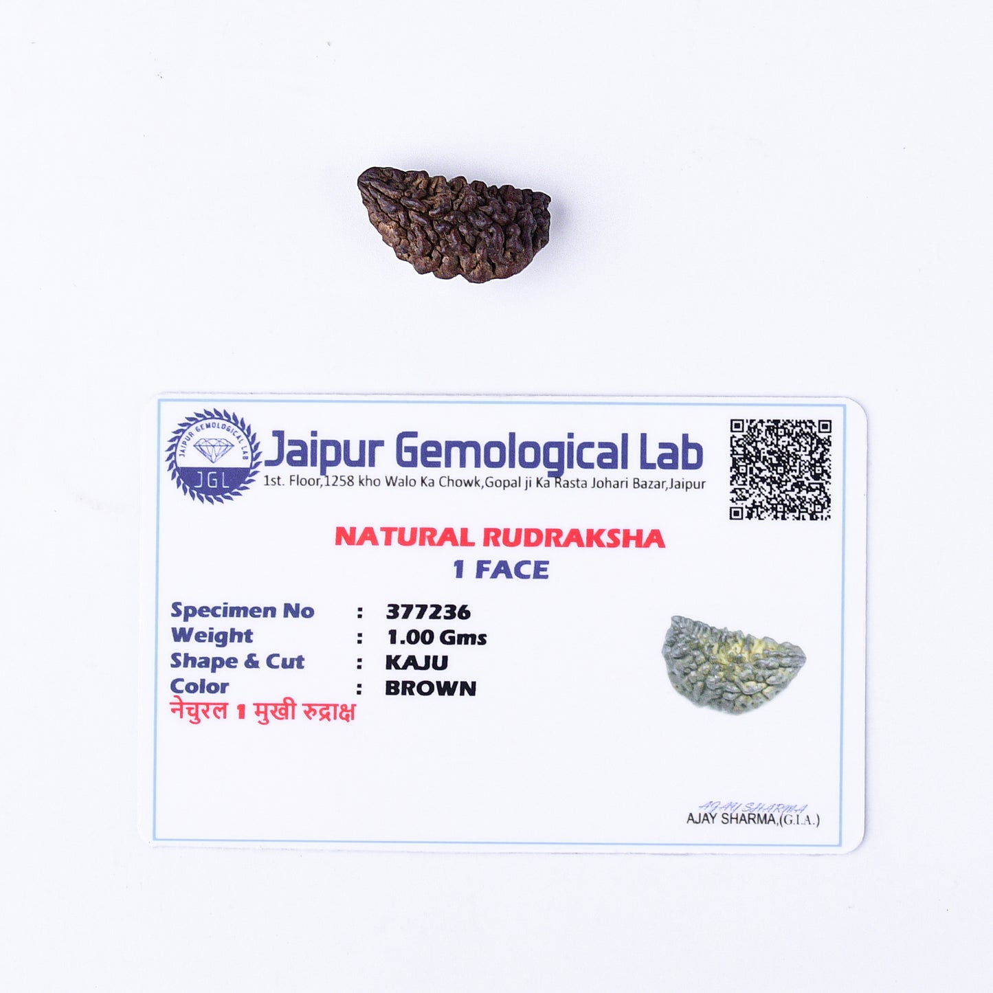 1 Mukhi Rudraksha With Lab Certificate